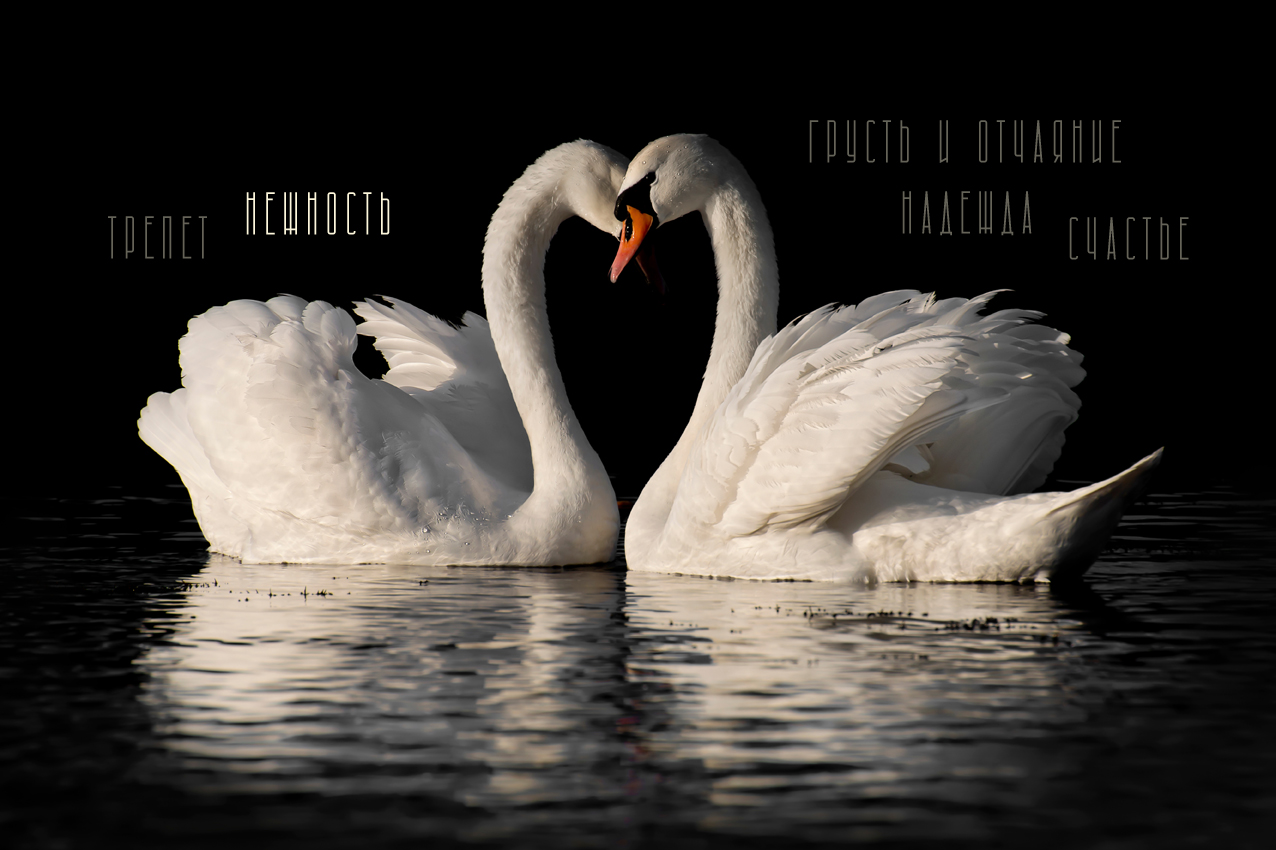 img_preview
